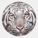 Search for white tiger stickers Nature