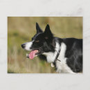 Search for headshot postcards Collie border
