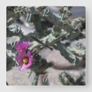 Search for cactus clocks Photography