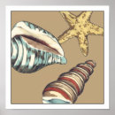 Search for shells posters Sea