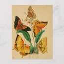 Search for butterfly garden postcards Insects