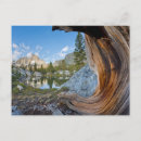 Search for ansel adams wilderness postcards Don paulson