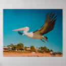 Search for pelican posters Photography