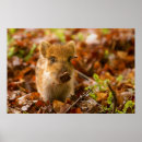 Search for boars posters Piggy