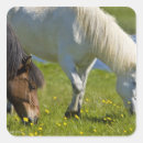 Search for icelandic horse stickers Equine