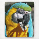 Search for bird mousepads Macaw