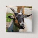 Search for goat badges Nature
