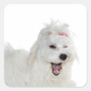 Search for funny maltese dog crafts party Puppy
