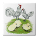 Search for chick tiles Poultry