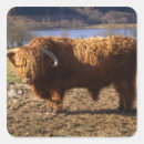 Search for no bull stickers Cow