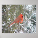 Search for cardinals in winter posters Nature
