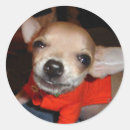 Search for funny dog saying stickers Chihuahua