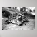 Search for croc art Reptile