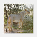 Search for lioness magnets Horizontal