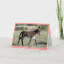 Search for mules invitations Burro