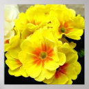 Search for primula posters Yellow
