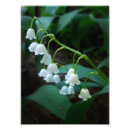 Search for lily of the valley art Plant