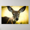 Search for button posters Animals
