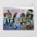 Search for prey postcards Photography