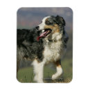 Search for panting magnets Bob and pam langrish