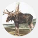Search for vintage moose stickers Wildlife