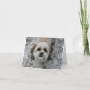 Search for cute shih tzu christmas cards Puppy