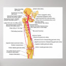Search for artery Diagram
