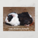 Search for abyssinian postcards Pets