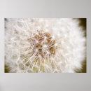 Search for dandilion White