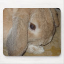 Search for dwarf electronics Animal