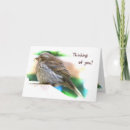 Search for ornithology cards Birds