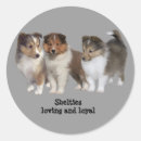 Search for sheltie stickers Collie