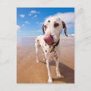 Search for beach dog postcards Sand