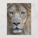 Search for male lions postcards Big cat
