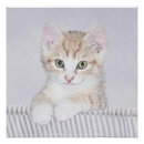 Search for tabby posters Cute