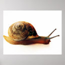 Search for snail posters Animal