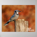 Search for blue jay posters Ornithology