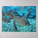 Search for habitat posters Animals