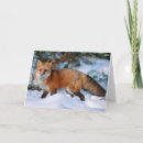 Search for red fox cards Woodland