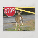 Search for stops postcards Deer