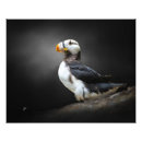 Search for puffin art Photography