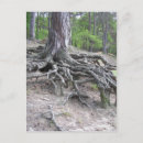 Search for tree trunk postcards Photography