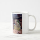 Search for parrots mugs Quaker parrot