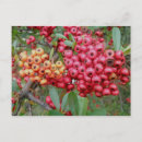 Search for oleanders postcards Nature