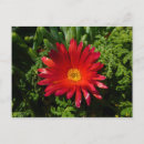 Search for ice plants postcards Flower