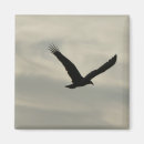 Search for vulture magnets Wildlife