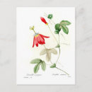 Search for passiflora Botanical