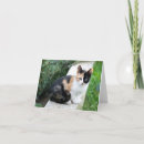 Search for funny note cards Pet