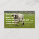 Search for brahman Beef