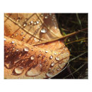 Search for drop leafs art Wet